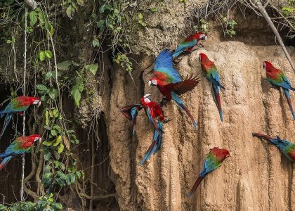 guacamayos en amazonia