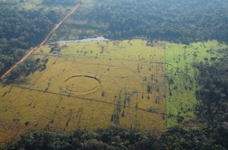 OP Traducciones 8. La naturaleza política de la selva. Conversación con Paulo Tavares