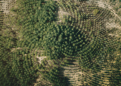 Agnes Denes -Another Confrontation - Tree Mountain Still 2