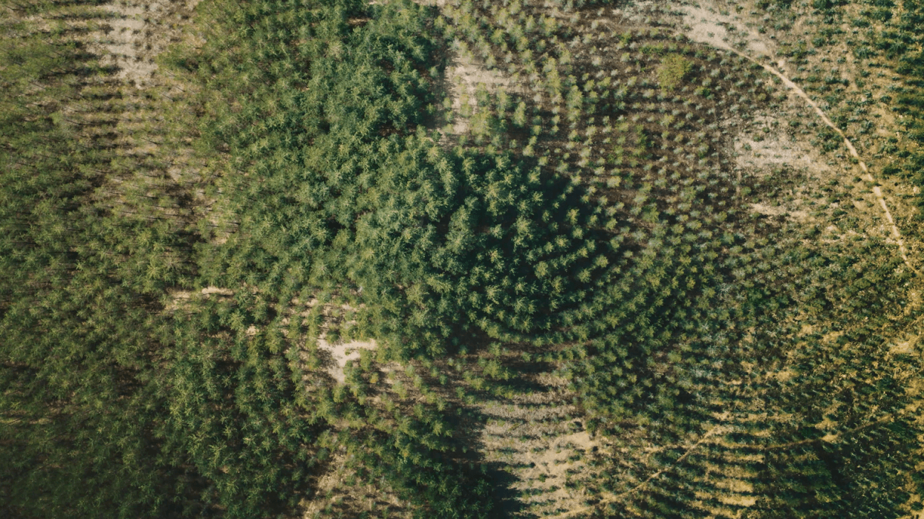 Agnes Denes -Another Confrontation - Tree Mountain Still 2